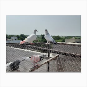 Pigeons On A Roof Canvas Print