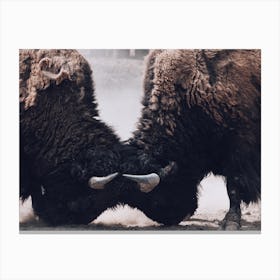 Bison Sparring Canvas Print