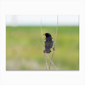 Back Of A Blackbird Perched In The Prairie Canvas Print