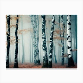 Birch Forest 55 Canvas Print