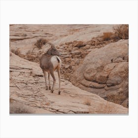 Sheep In Desert Canvas Print