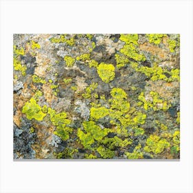 Lichen On Rock 20200803121099ppub Canvas Print