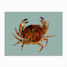 Crab On Aqua Blue Canvas Print