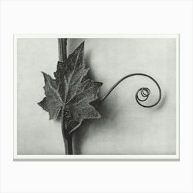 White Bryony, Karl Blossfeldt Canvas Print