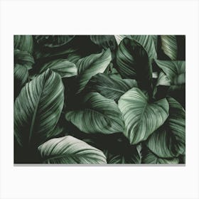 Dark Green Leaf Canvas Print