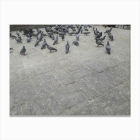 Pigeons By Binod Dawadi Canvas Print