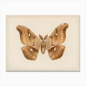 Polyphemus Moth Canvas Print