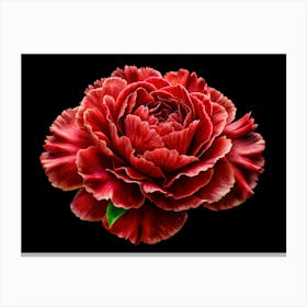 Red Peony Flower Isolated On Black Background Canvas Print