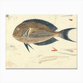 A Fish, Luigi Balugani (2) Canvas Print