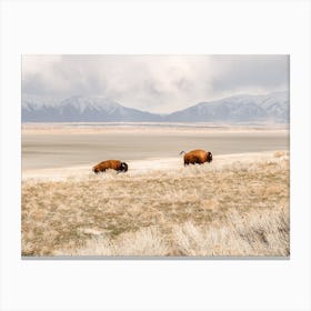 Running Bison Canvas Print