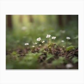 Small White Flowers In The Forest Canvas Print