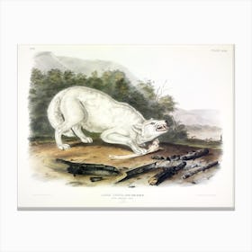  White American Wolf, John James Audubon Canvas Print