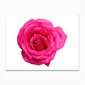 Pink Rose Isolated On White Canvas Print