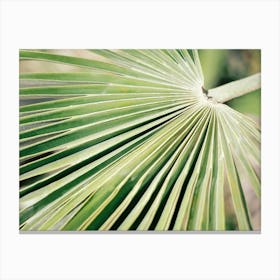 Close up Green Palm leaf // Ibiza Nature & Travel Photography Canvas Print