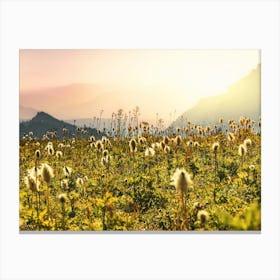 Wildflowers In The Mountains - Mount Rainier National Park Sunset Canvas Print