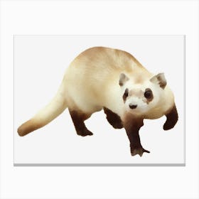 Ferret Canvas Print