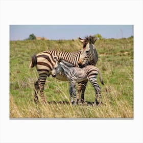 Zebra Mother With Baby Canvas Print