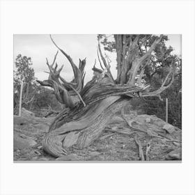 Twisted Mountain Juniper, Apache County, Arizona By Russell Lee Canvas Print