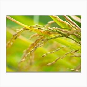 Rice In The Field Canvas Print
