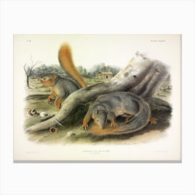 Squirrel, John James Audubon Canvas Print