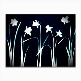 Daffodils 1 Canvas Print