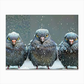 Angry birds In Snow Canvas Print