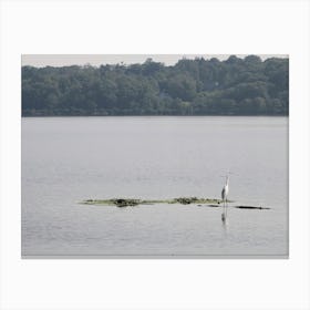 Egret on Hudson Canvas Print