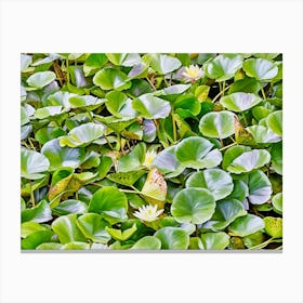 Serene Water Lily Pads. A vibrant collection of lush green lily pads with delicate white water lilies blooming amidst the foliage, creating a tranquil aquatic scene filled with natural beauty. Canvas Print