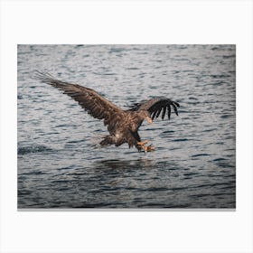 Sea Eagle Ocean Canvas Print