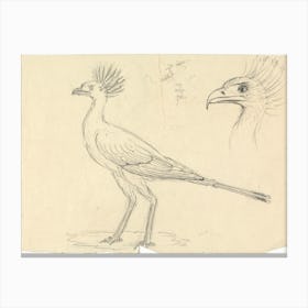 Secretary Bird, Luigi Balugan Canvas Print