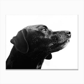 Black Labrador Retriever Canvas Print