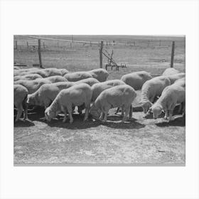 Untitled Photo, Possibly Related To Sheep Of Fsa (Farm Security Administration) Client Near Hoxie Canvas Print