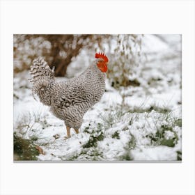 Chicken In The Snow Canvas Print