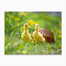 Ducks In The Grass Canvas Print