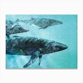 Whale Pod Canvas Print