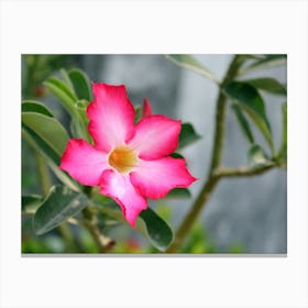 Exotic tropical Pink Flower Canvas Print