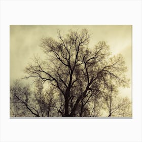 Silhouette Of Bare Tree Yellow Tone 1 Canvas Print