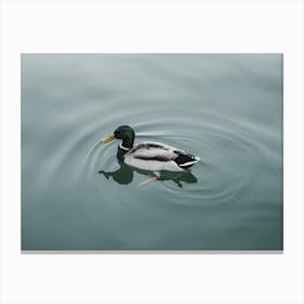 Mallard Duck On Lake Canvas Print