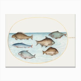 Six Fish, Including Carp (1575–1580), Joris Hoefnagel Canvas Print