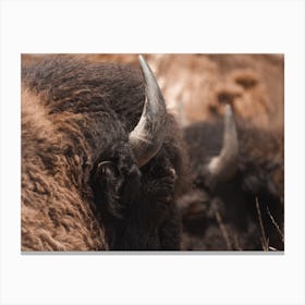 Bison Textures Canvas Print