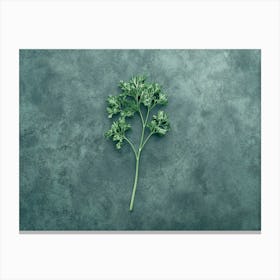 Parsley Kitchen Canvas Print