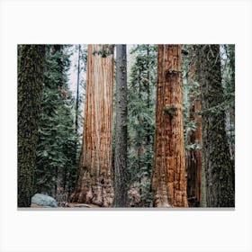 Redwood Tree Forest Canvas Print