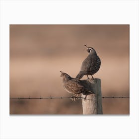 Gambels Quail Canvas Print