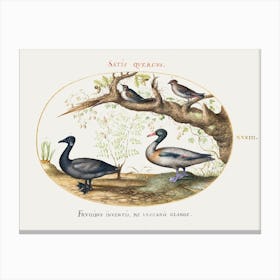 A Pair Of Bohemian Waxwings, Shelduck, And Brant Goose With A Ginger Plant (1575 1580), Joris Hoefnagel Canvas Print