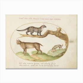 Quadervpedia Animals And Reptiles, Joris Hoefnagel (12) Canvas Print