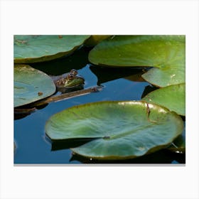 Frog In Pond Canvas Print