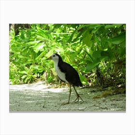 Maldives bird in the sandy bush Canvas Print