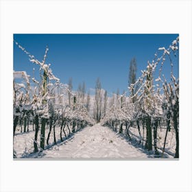 Unitltled 09 - Snow in the Vineyard Series Canvas Print