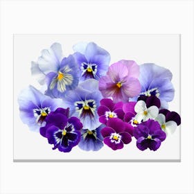 Pansy Isolated Violet Nature Canvas Print