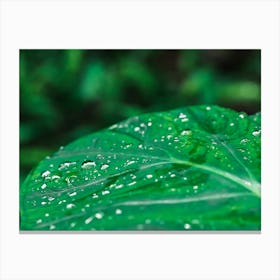 Green Leaf With Water Droplets Canvas Print